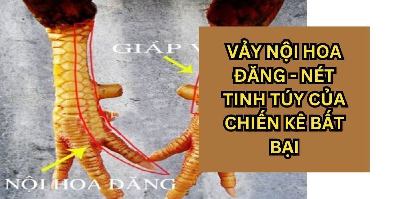 Khám phá đặc điểm chiến kê có nội hoa đăng