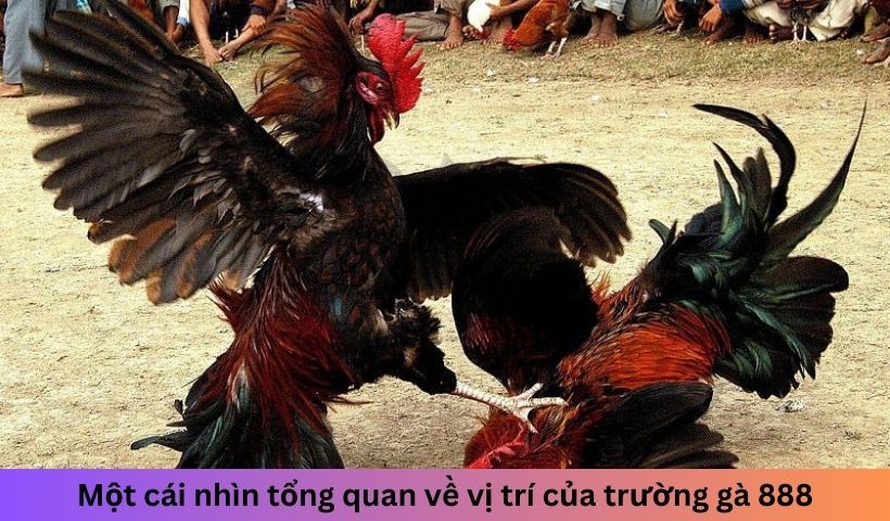 Một cái nhìn tổng quan về vị trí của trường gà 888